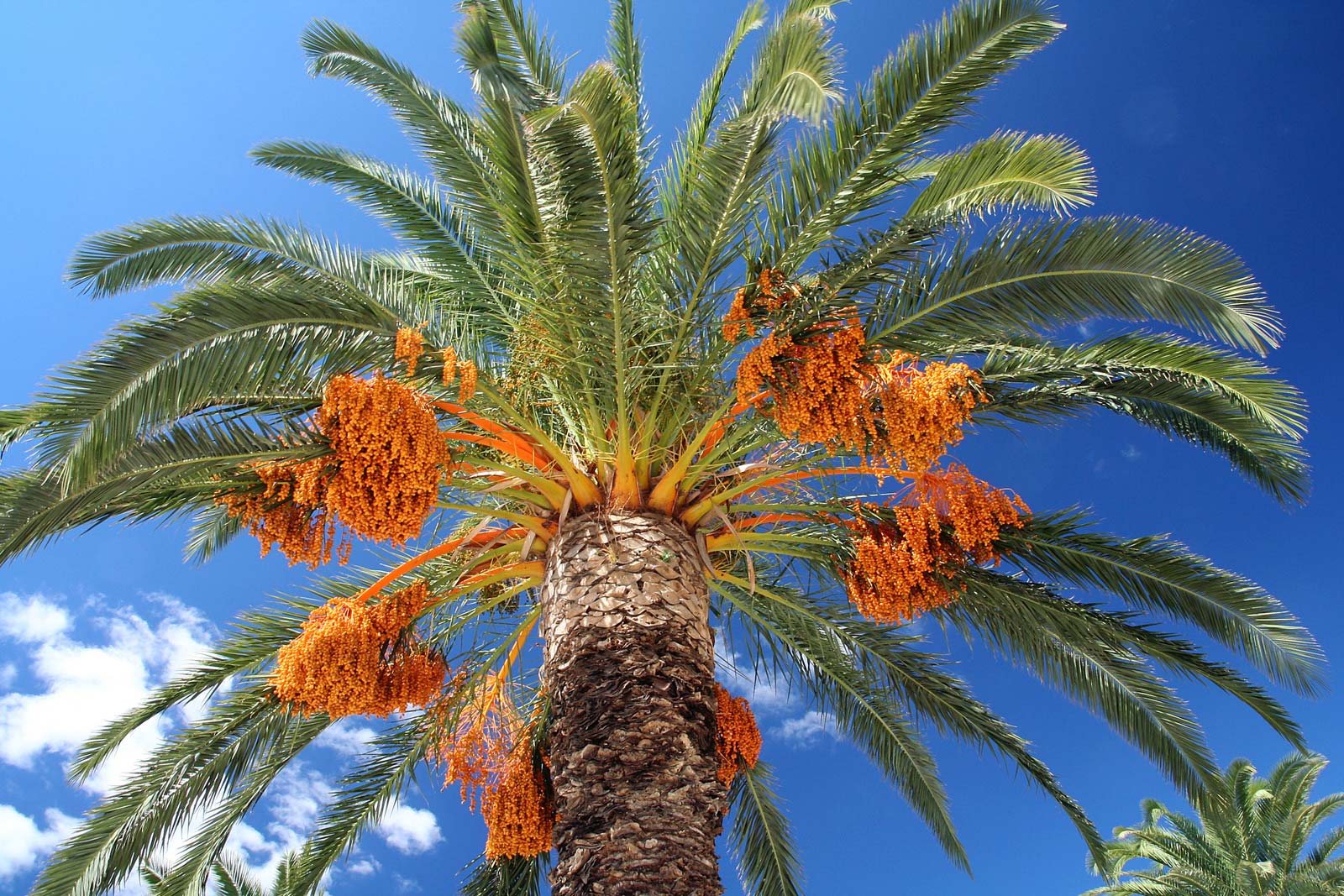 Date palm