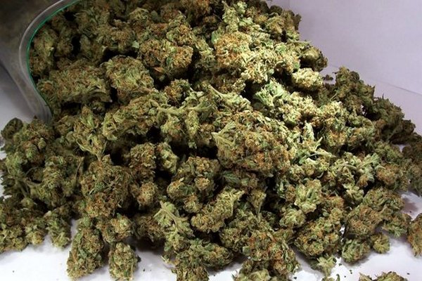 1485245661 marihuana1