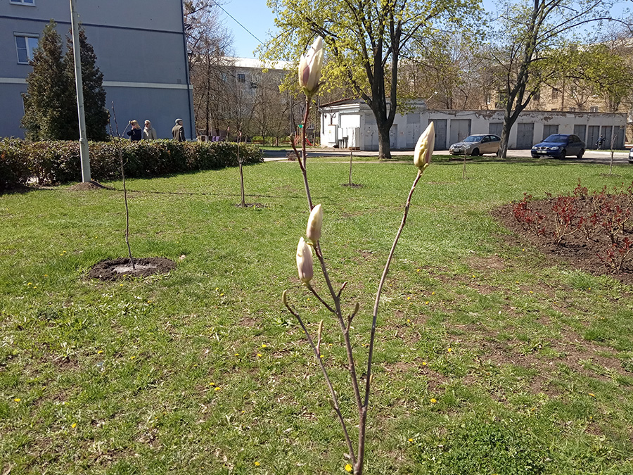 magnolija kramatorsk 1