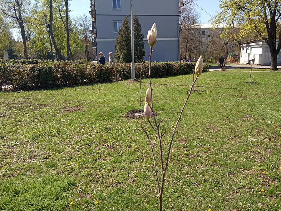 magnolija kramatorsk 2