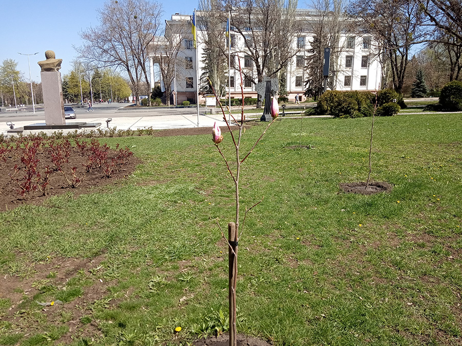 magnolija kramatorsk 3