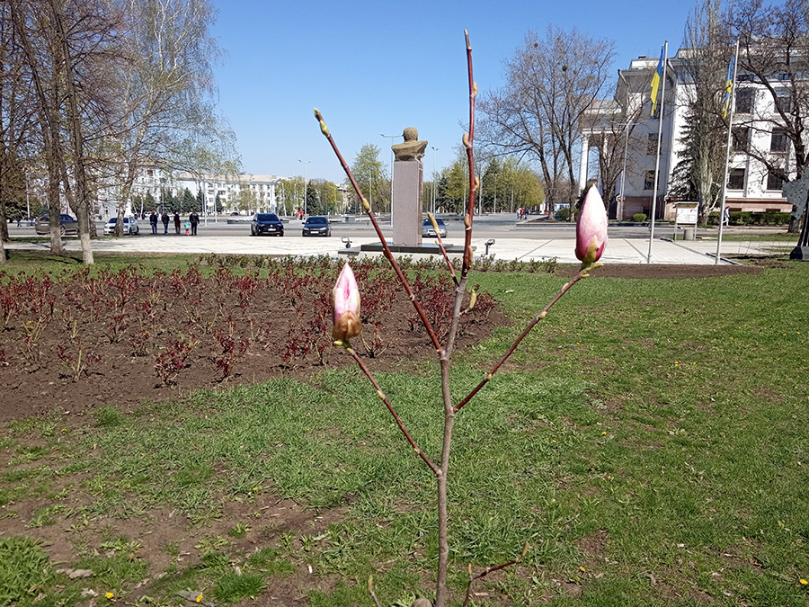 magnolija kramatorsk