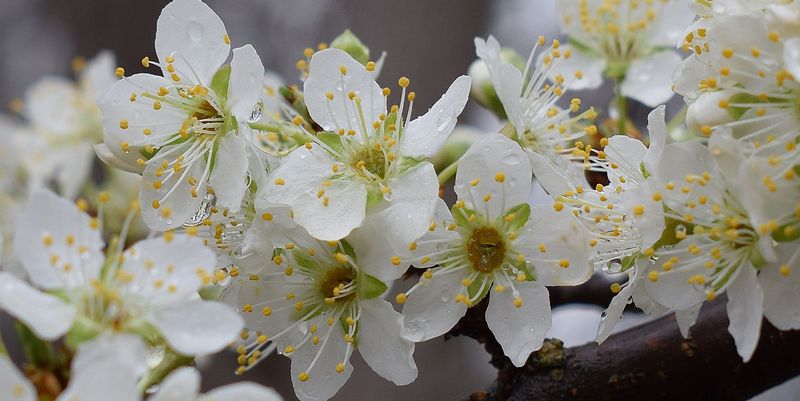 cherry blossoms in the rain 2090342 1280
