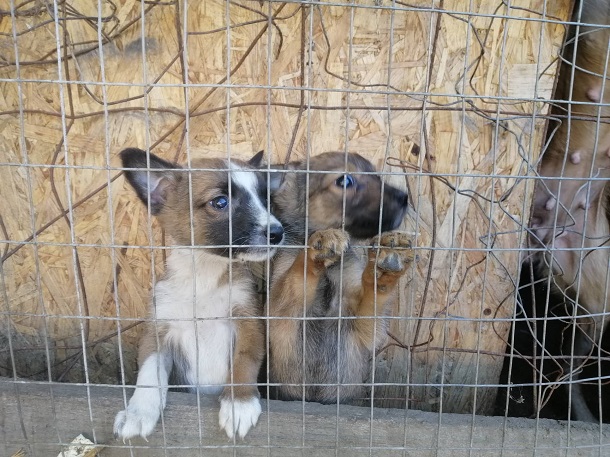 V Kramatorske istorija ranenogo psa zakonchilas udachno 9