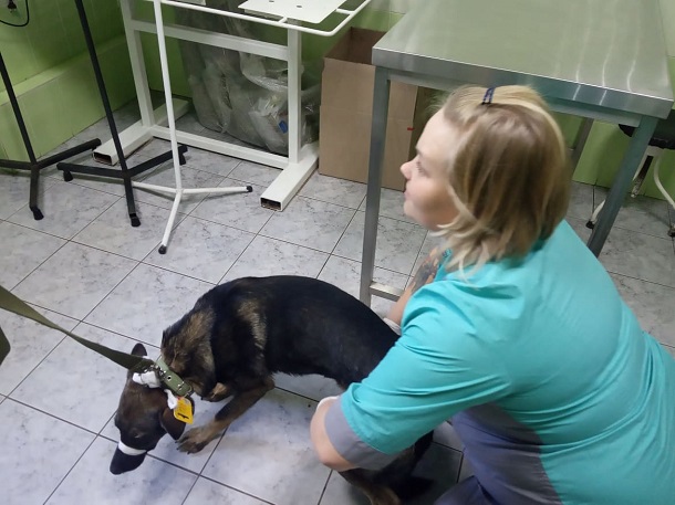 V redakciju Vostochnogo Proekta za pomoshhju prishel ranenyj pes 1