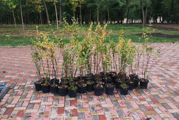 vysazhivajut kizilnik park pushkina kramatorsk