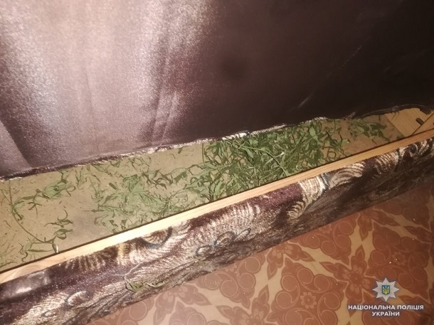 V Kramatorske policejskie vyehali na skandal a nashli posevy konopli 1