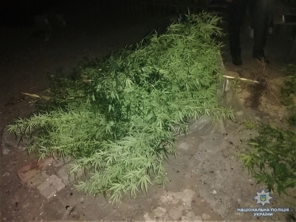 V Kramatorske policejskie vyehali na skandal a nashli posevy konopli 3