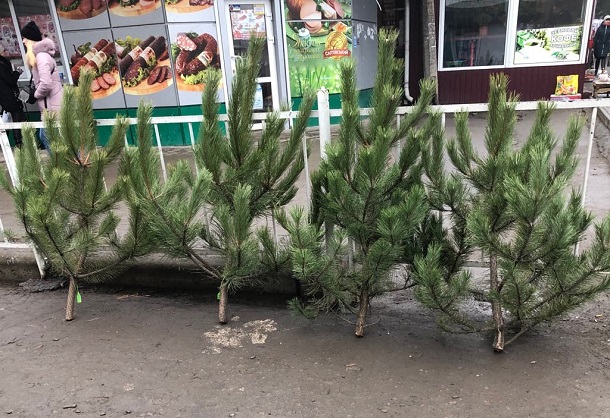 V Kramatorske otkrylsja elochnyj bazar 3