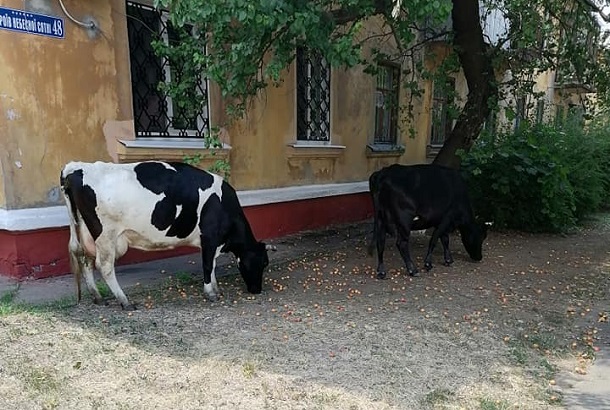 V Kramatorske ot usnuvshih pastuhov ubezhali korovy i kozy
