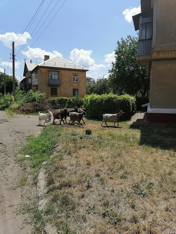 V Kramatorske ot usnuvshih pastuhov ubezhali korovy i kozy 2