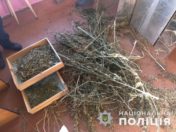 V Kramatorske policejskie obnaruzhili urozhaj konopli 2