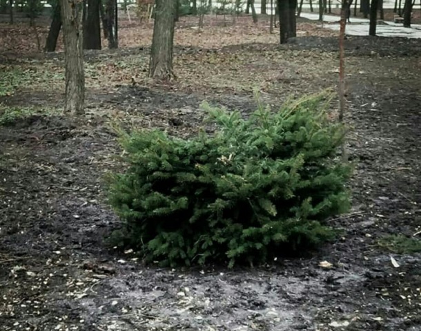 V Kramatorske v parke Pushkina srubili elki 8
