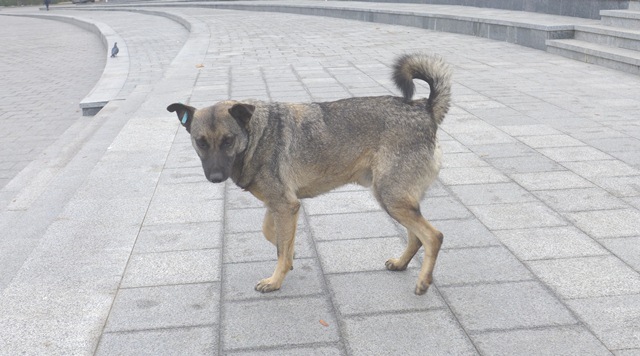 sterilizatsija sobak kramatorsk
