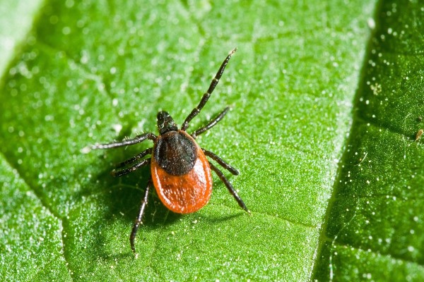 kleshhi1