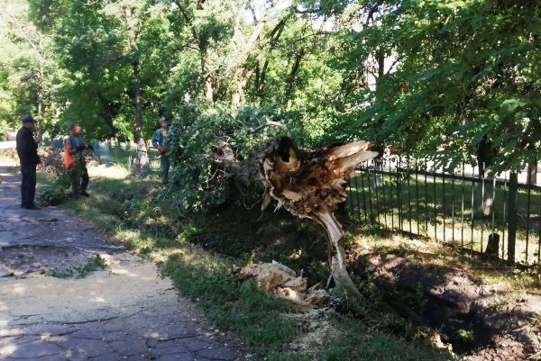 padajut derevja kramatorsk