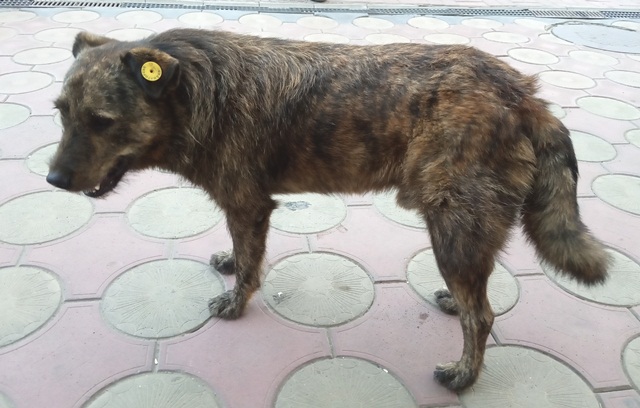 brodiachie sobaki kramatorsk