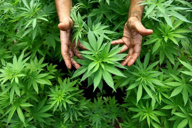 marihuana