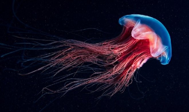meduza