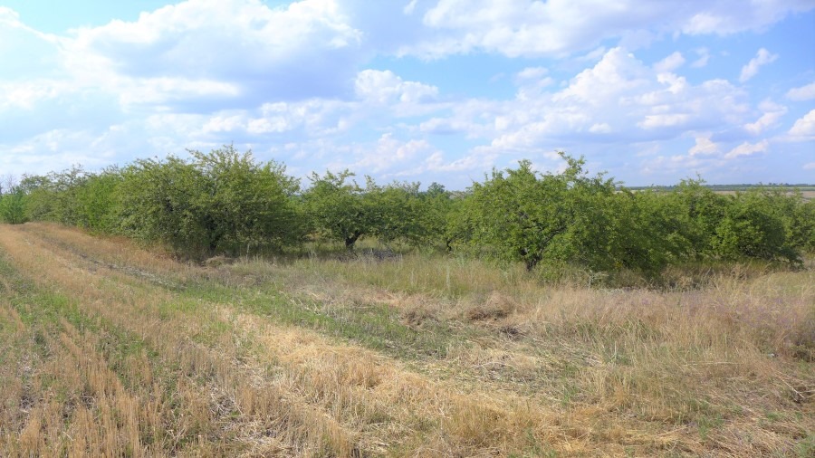 goncharenko shabelkovka sady kramatorsk 1