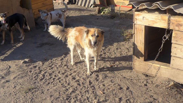sobari bf drug kramatorsk