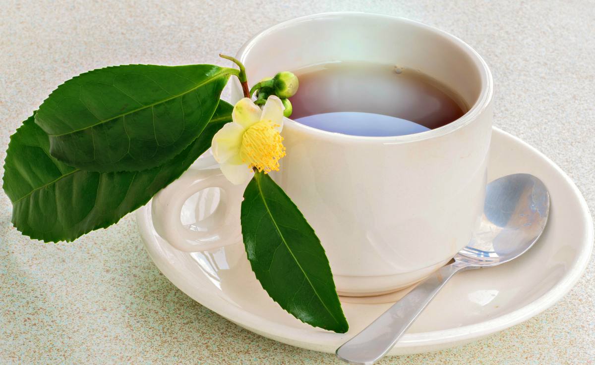 photo tea varieties camellia sinensis white camellia sinensis ss