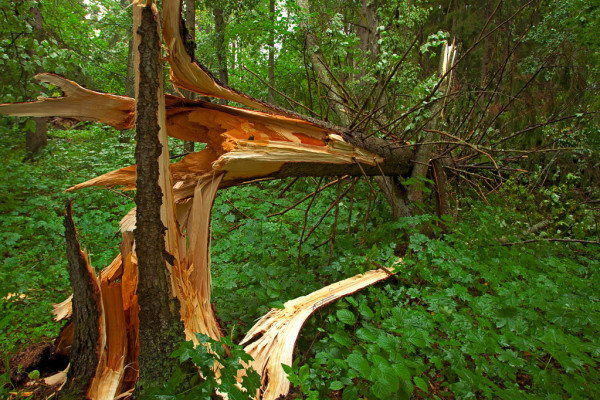 depositphotos 5563689 stock photo broken tree in the wood