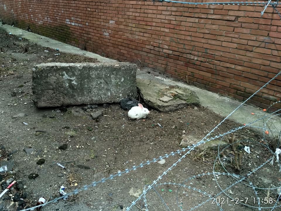 kramatorsk kroliki