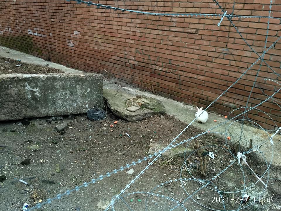 kramatorsk kroliki1