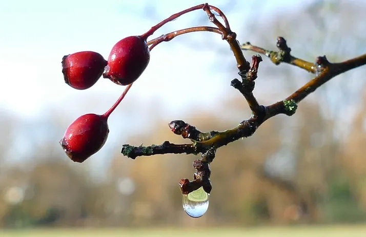 berry