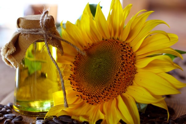 Sunflower oil and sunflower