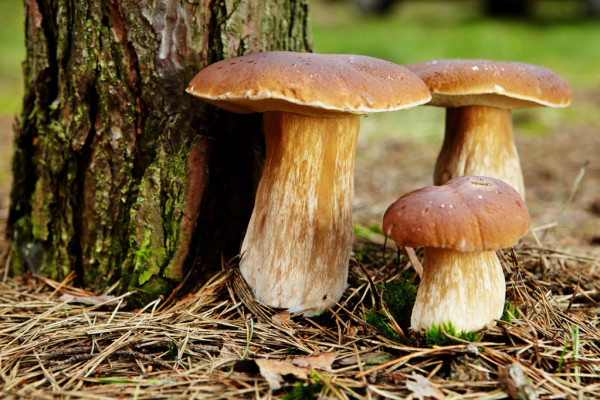mushroom