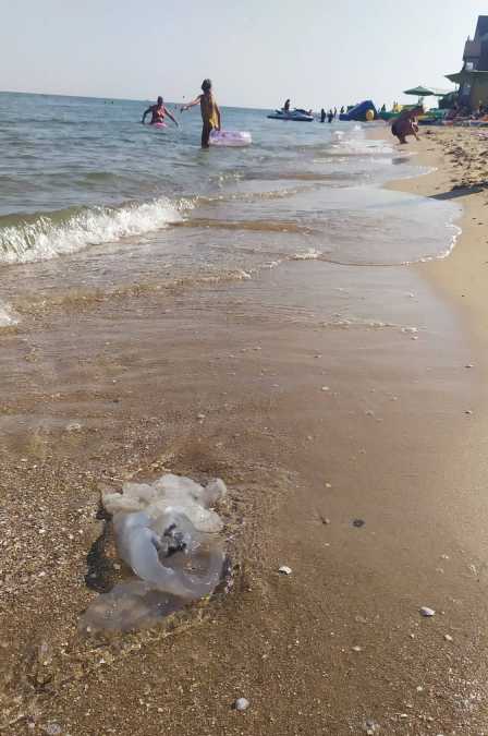 meduzy azov 2021 3