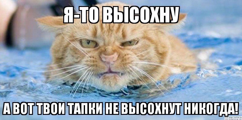 1453387462 memy s zhivotnymi 1