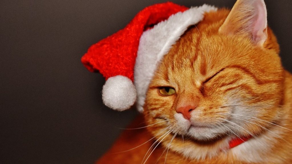 cat 1898514 960 720 1 1024x576