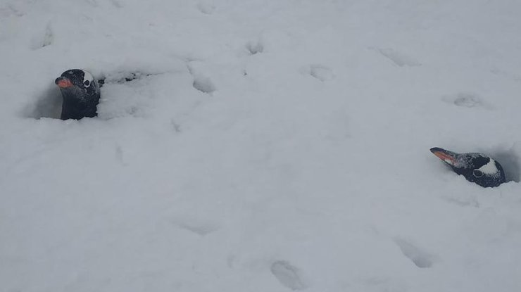 foto v antarktide rekordnyj snezhnyj pokrov rect 8be9b41f4fc3382d644f06d737fbb6ac