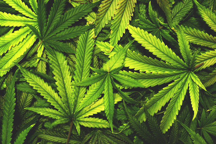 4887e05 cannabis golov