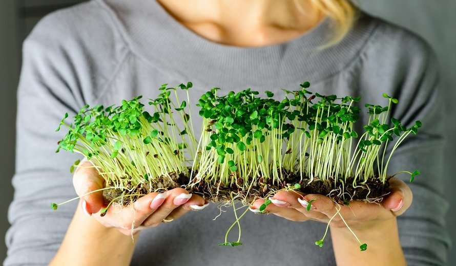 crop mikrozelen 1