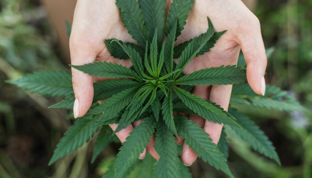 kannabis