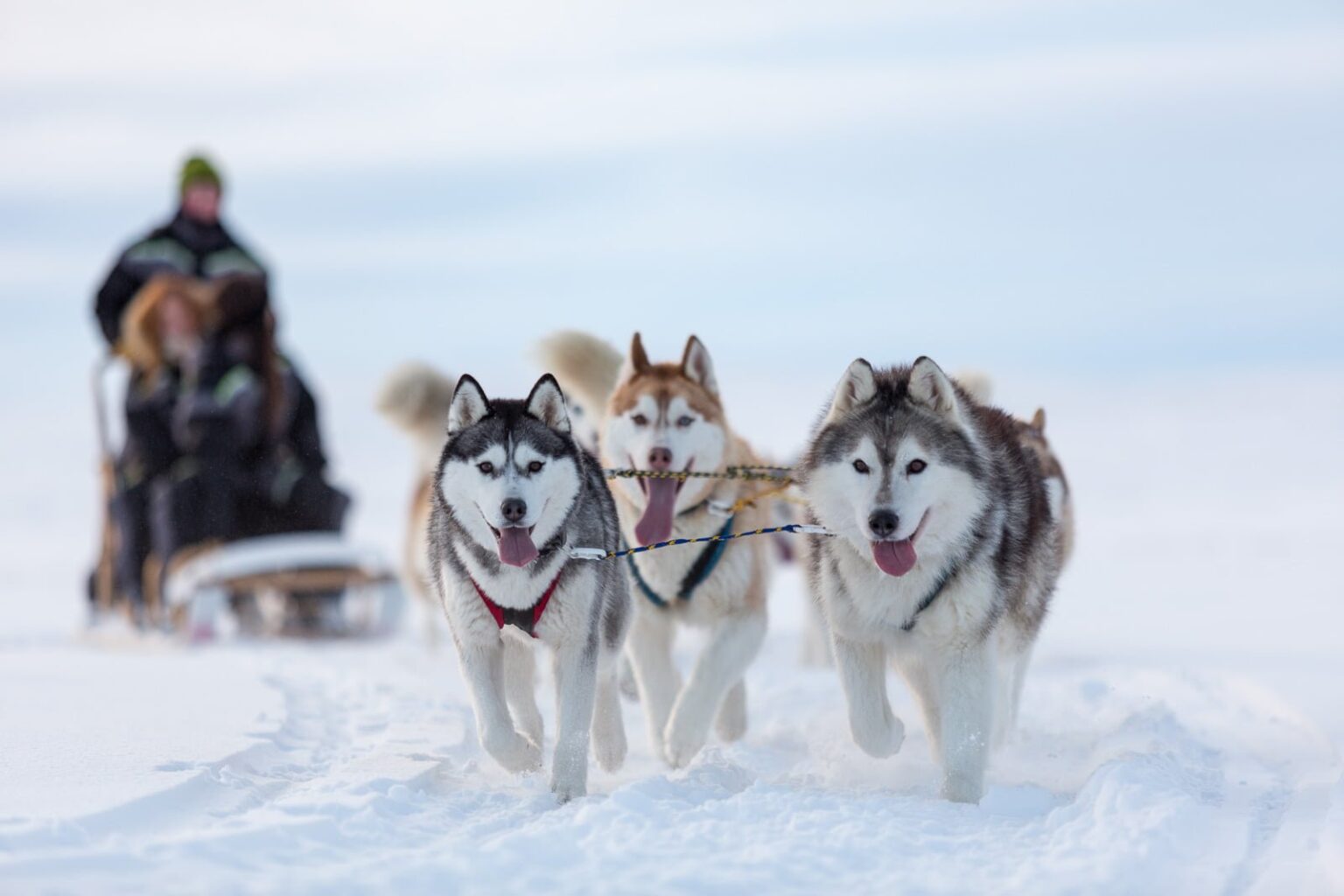 2 liutoho den izdovykh sobak sled dog day 1536x1024