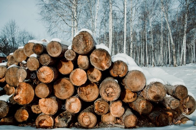 texture of the coniferous forest is folded felling of trees firewood 348367 357