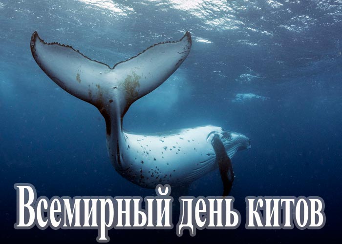 vsemirniy den kitov