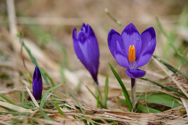 krokus