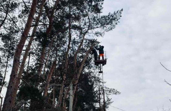 78крамрададеревья