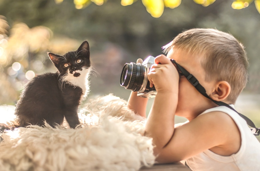 Cats Kittens Camera 505000