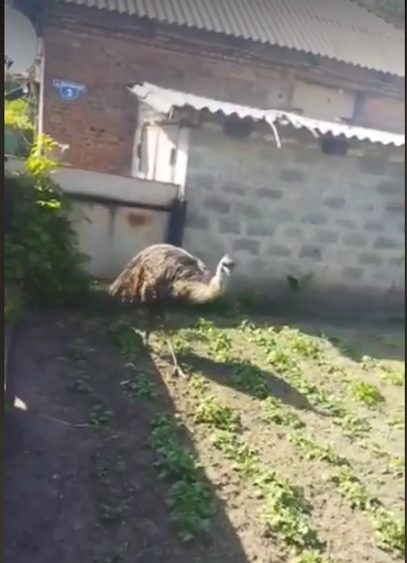 Screenshot 1страус