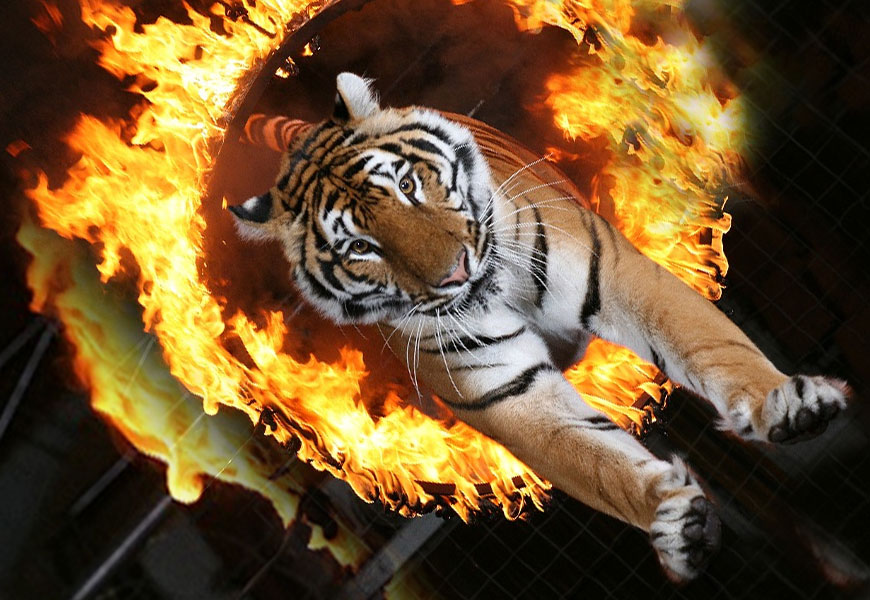 1537828512 1 tigr upal v obmorok