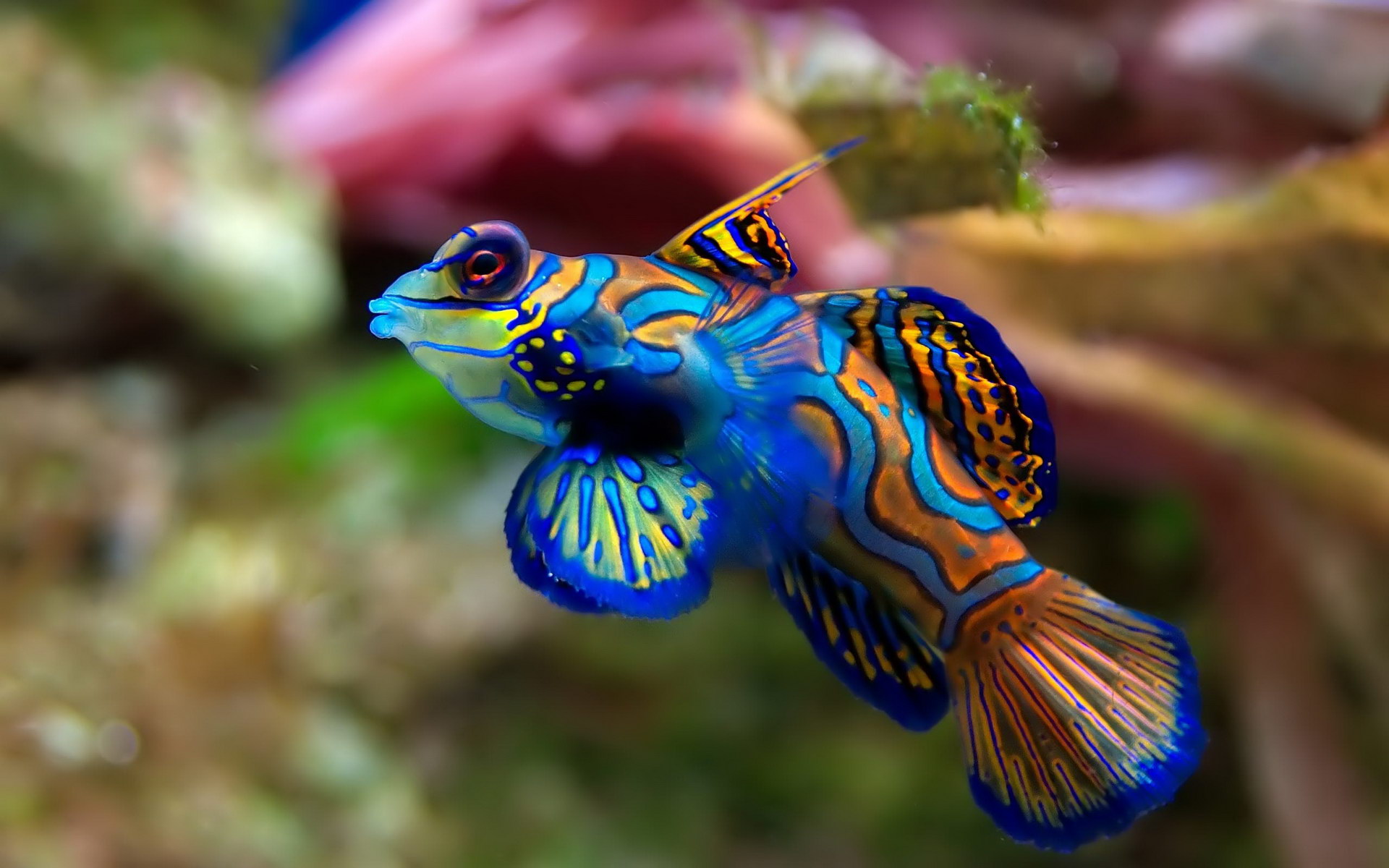 fish 15