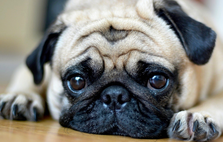 poroda mops 1